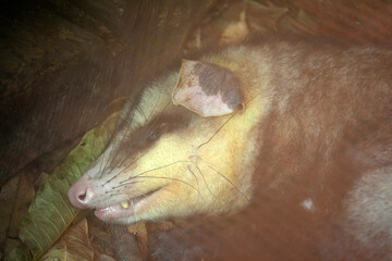 Obraz premium opossum in rainforest rehabilitation center