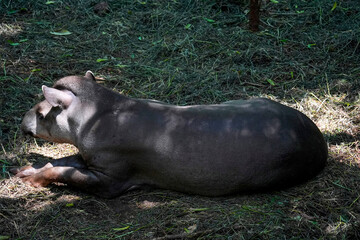 Obraz premium rainforest tapir resting on the ground