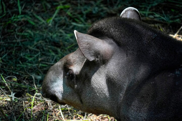 Obraz premium rainforest tapir resting on the ground