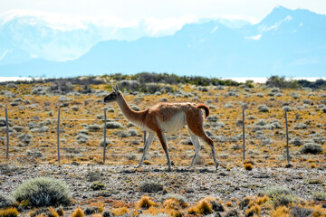 Patagonia Guanaco wild animal like lama in Argentina el calafate el chanten road © Andrea Izzotti