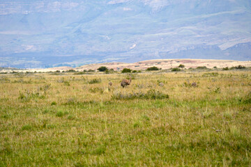 Fototapeta premium patagonia nandu bird father with babies