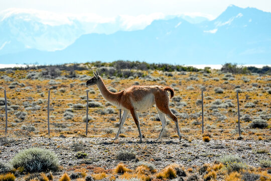 Patagonia Guanaco wild animal like lama in Argentina el calafate el chanten road
