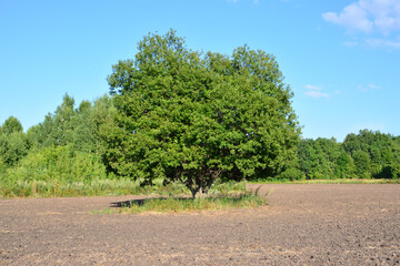 a green Solitary willow Tree in a Tilled Field with blue sky copy space © Irina