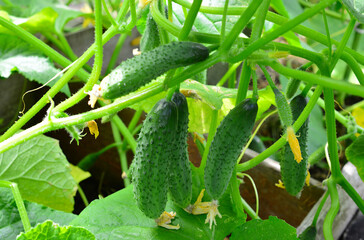 Obraz premium a close up of a bunch of Fresh Green organic Cucumbers Growing on a Vine in a Garden