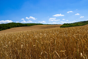 Wide panorama of golden wheat field and rolling hills under blue sky