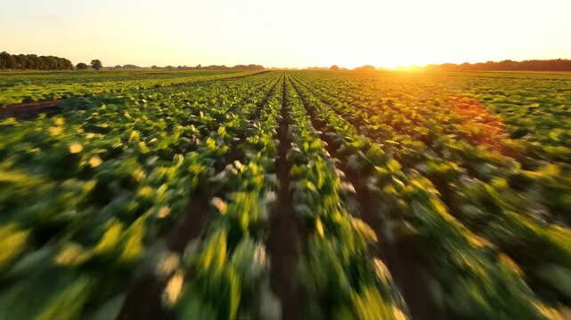 field of sunflower