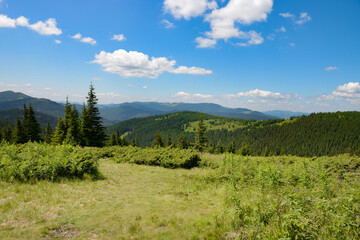 Obraz premium Panoramic vista of the Carpathian Mountains covered by dense pine forests and lush green meadows under bright blue sky with scattered fluffy white clouds on sunny day with ample copy space