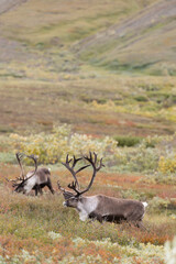 Two large bull (male) caribou (Rangifer tarandus) with large antlers crosses the tundra in Denali National Park, Alaska, USA.  © David W Shaw