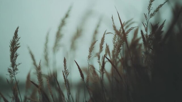 Wild grasses with feathery tops stand tall against a soft, hazy background, creating a calm and ethereal natural landscape with muted tones and a shallow depth of field