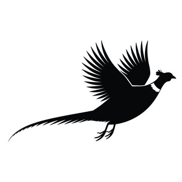 Silhouette of a pheasant in flight against a white background