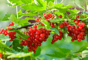 branch of fresh ripe red currant on a bush