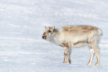 Obraz premium Young reindeer, Rangifer tarandus platyrhynchus, walks through the pristine white snow of Svalbard, a Norwegian archipelago between mainland Norway and the North Pole