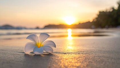 A serene white frangipani flower lies on the sandy beach at sunset with the warm glow reflecting on the shore