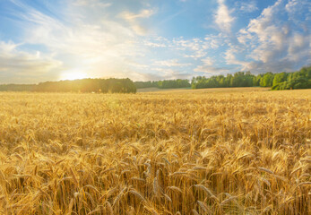 Field of ripening rye ears at sunset time. Rye field on summer time