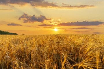 Field of ripening barley. Close up of barley ears. Sunset time. Crop field