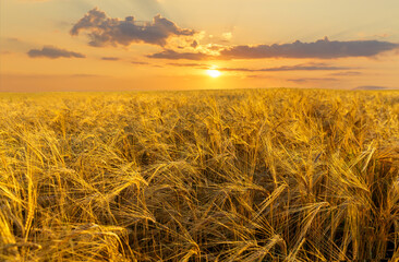 Field of ripening barley. Close up of barley ears. Sunset time. Crop field