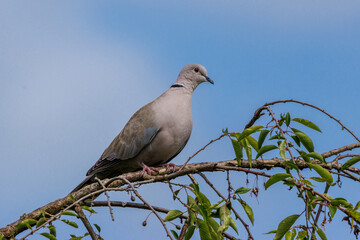 T&uuml;rkentaube (Streptopelia decaocto)