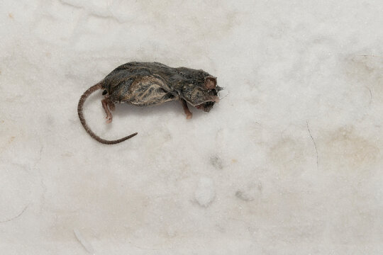 Dead mouse lying on snow surface. Wildlife mortality close-up photography on natural white snowy background. Pest control and environmental impact concept. Top view with copy space for design 