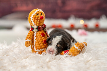 Chiot nouveau-né dormant avec une peluche dans une ambiance chaleureuse  © Alexandre