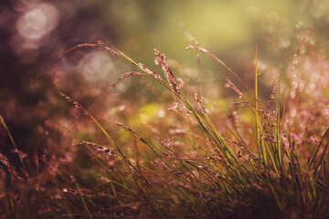 A Close Up Of Grass With Water Droplets