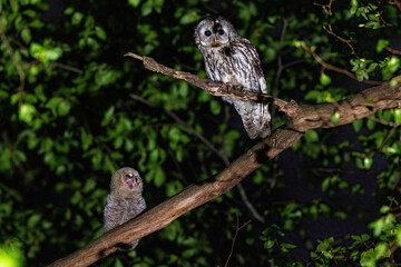 Waldkauz (Strix aluco) Jungv&ouml;gel, Altvogel f&uuml;ttert junges