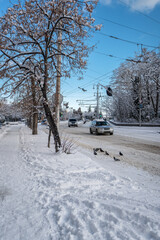 Winter city street. A flock of pigeons. Roads, sidewalks and trees are heavily covered with snow. A sunny January day. After a heavy overnight snowfall. New Year's Morning. The road is almost empty.