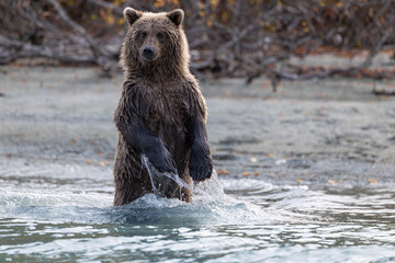 Obraz premium A young Brown Bear (Ursus arctos) stands up while fishing for salmon in Crescent Lake, Lake Clark National Park, Alaska, USA. 