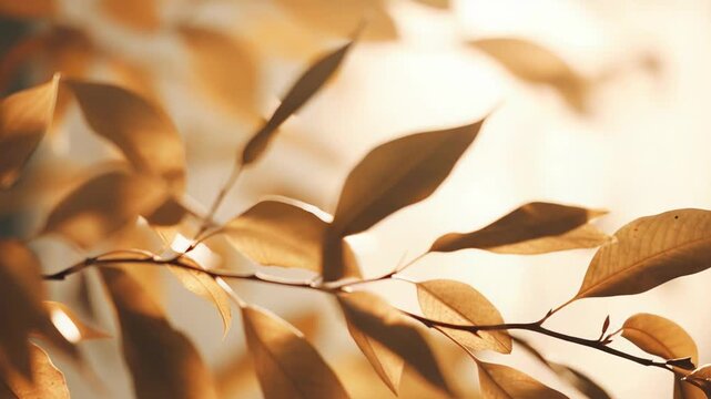 Autumn tree branch with delicate golden leaves glowing in soft sunlight, warm tranquil scene with gentle bokeh and serene fall colors, peaceful outdoor nature moment