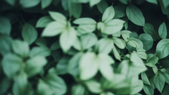 Lush green leaves form a vibrant, tranquil botanical backdrop symbolizing growth, freshness and healthy organic lifedetailed foliage texture ideal for natural, eco and spring themes