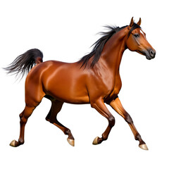 Obraz premium An elegant brown Arabian horse isolated on white or transparent background, png clipart