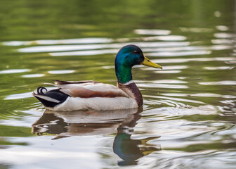Fototapeta premium Duck swims in the pond.