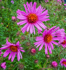 Fototapeta premium pink flowers in the garden
