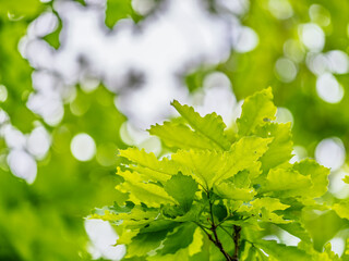 Obraz premium Green oak leaves background. Plant and botany nature texture. green oak leaves in woods