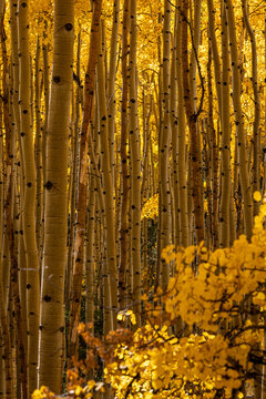 Gold aspens lit by autumn sunlight in the Sawatch Mountains of Colorado, USA.