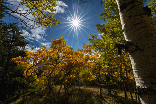 Gold aspens lit by autumn sunlight in the Sawatch Mountains of Colorado, USA.