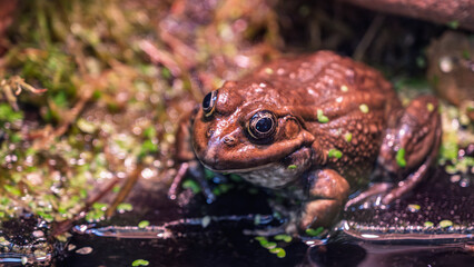 Close up of large brown frog eyes
