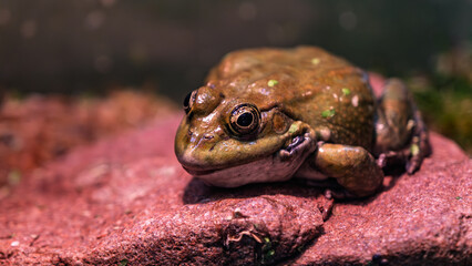 Detailed macro of frog on pink stone