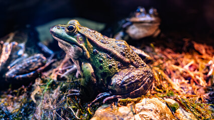Green pond frog resting on damp moss