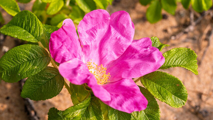 Bright pink wild rose blooming in sand