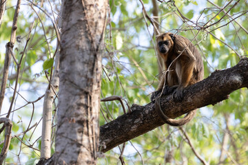 Obraz premium A female Black Howler Monkey (Alouatta caraya) watches from a tree in the Cerrado forest of Brazil's Pantanal. 