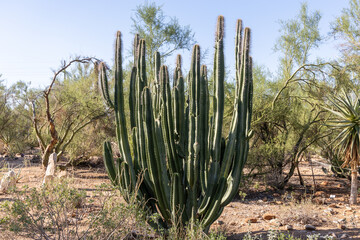Dense cluster of tall green ocotillo cactus with long spiny stems and small leaves surrounded by dry soil and sparse desert shrubs under clear blue sky in Tucson, Arizona