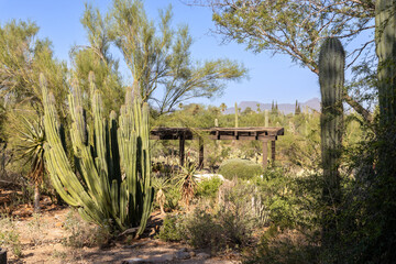 Group of ocotillo cactus plants showing tall slender spiny green stems with small leaves in arid desert terrain surrounded by rocks and dry vegetation in Tucson, Arizona © khosrork