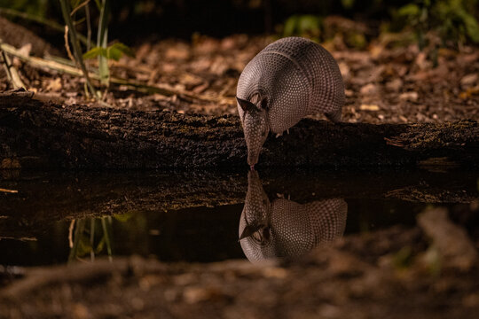 A nine-banded Armadillo (Dasypus novemcinctus) gets a drink at a small water hole in Cerrado forest in Brazil's Pantanal. 