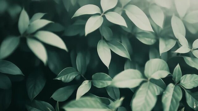 Lush green foliage creating an organic background, showcasing natural patterns and textures with light filtering through the vibrant leaves and reflecting on water droplets