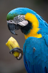 A wild Blue and Yellow Macaw (Ara ararauna) eats a banana at a bird feeder in Brazil's Pantanal. 