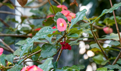 Fototapety na wymiar - Fototapeta24.pl