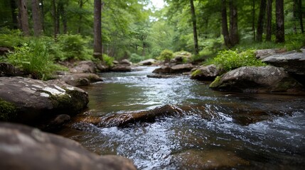 A clear forest stream flows gently over moss covered rocks amidst lush green trees