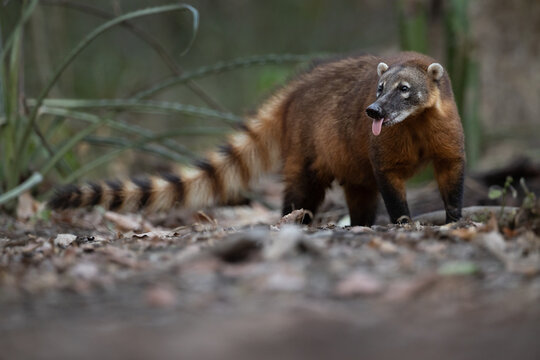 A South American Coati (Nasua nasua) sticks its tongue out while exploring the forest floor of the Cerrado in Brazil's Pantanal.  