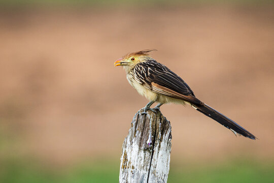 A Guira Cuckoo (Guira guira) perched on a fence post in the Pantanal, Mato Grosso, Brazil. 