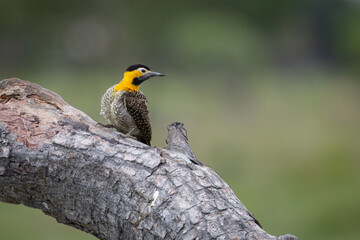 A Campo Flicker (Colaptes campestris) perched on downed log in the Cerrado area of the Pantanal, Mato Grosso, Brazil.  © David W Shaw